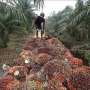 Tin tức kinh tế ngày 25/4: Indonesia cấm xuất khẩu dầu ăn, Bộ Công thương chỉ đạo khẩn
