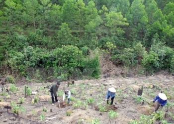 Việt Nam đặt mục tiêu 5 năm trồng 1 tỷ cây xanh
