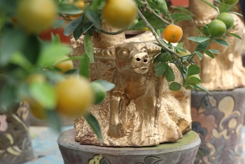 Trâu vàng cõng quất bonsai sẵn sàng cho dịp Tết Tân Sửu 2021