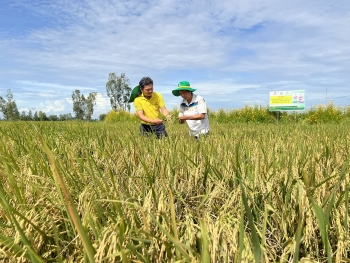 Thu lợi hơn 10 triệu đồng/ha nhờ mô hình liên kết sản xuất lúa chất lượng cao của PVCFC