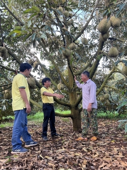 Phân bón Cà Mau - Giải pháp giảm chi phí canh tác đối với cây sầu riêng Tây Nguyên